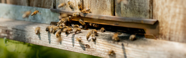 Mehr über den Artikel erfahren Was wir von den Bienen lernen können: Konsensfindung in Schule und Familie